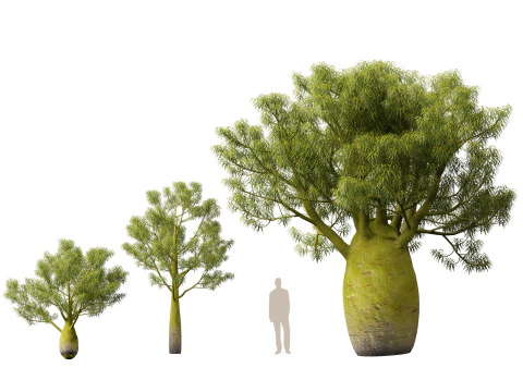 HighPolyLowPoly Brachychiton Rupestris Queensland Bottle Tree 3D Model