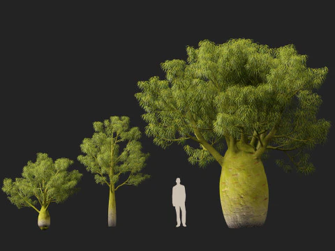 HighPolyLowPoly Brachychiton Rupestris Queensland Bottle Tree 3D Model