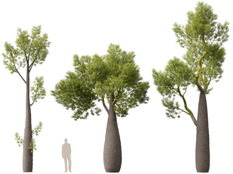 HighPolyLowPoly Brachychiton Rupestris Queensland Bottle Tree 3D-Modell