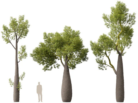 HighPolyLowPoly Brachychiton Rupestris Queensland Bottle Tree 3D Model