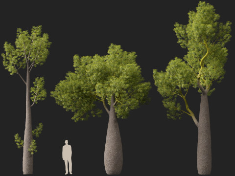 HighPolyLowPoly Brachychiton Rupestris Queensland Bottle Tree 3D-Modell