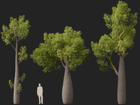 HighPolyLowPoly Brachychiton Rupestris Queensland Bottle Tree 3D Model
