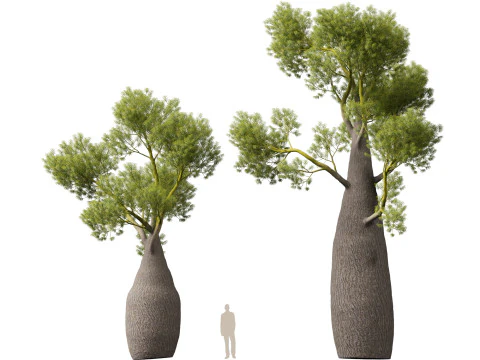 HighPolyLowPoly Brachychiton Rupestris Queensland Bottle Tree 3D Model