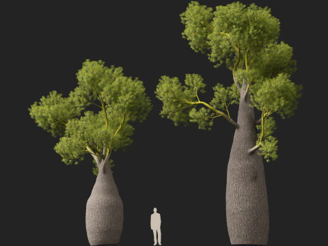 HighPolyLowPoly Brachychiton Rupestris Queensland Bottle Tree 3D Model