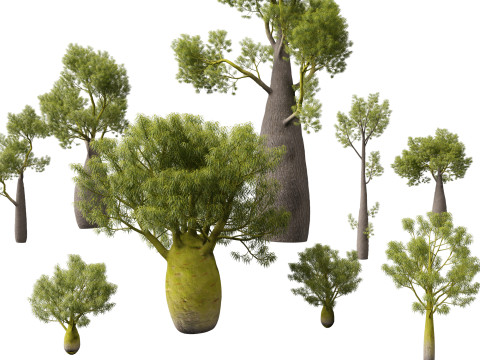HighPolyLowPoly Brachychiton Rupestris Queensland Bottle Tree 3D-Modell
