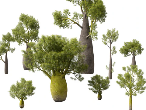 HighPolyLowPoly Brachychiton Rupestris Queensland Bottle Tree 3D Model