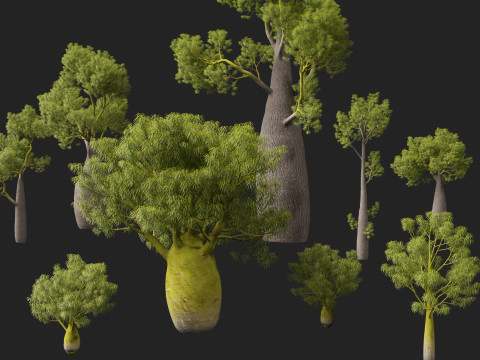 HighPolyLowPoly Brachychiton Rupestris Queensland Bottle Tree 3D-Modell