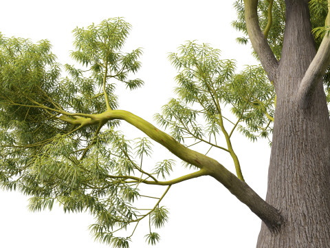 HighPolyLowPoly Brachychiton Rupestris Queensland Bottle Tree 3D-Modell