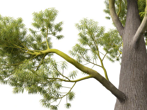 HighPolyLowPoly Brachychiton Rupestris Queensland Bottle Tree 3D Model
