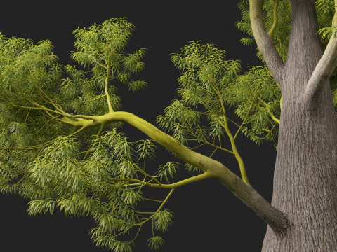 HighPolyLowPoly Brachychiton Rupestris Queensland Bottle Tree 3D Model