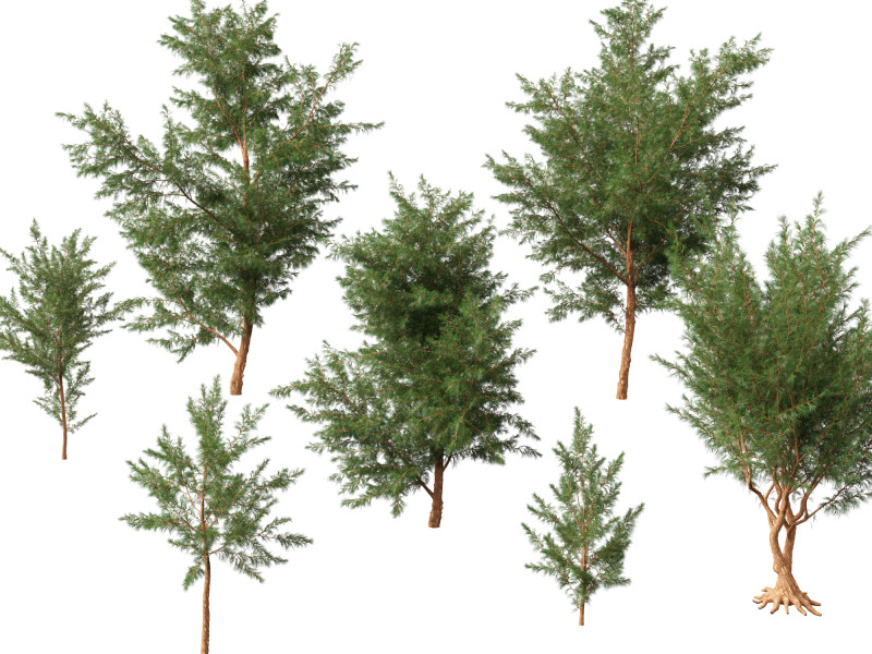 HighPolyLowPoly Casuarina equisetifolia - Australian pine tree 3D Model .c4d .max .obj .3ds .fbx .stl .blend
