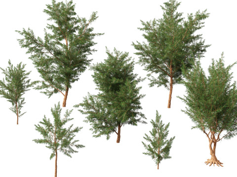HighPolyLowPoly Casuarina equisetifolia - Australian pine tree Modello 3D