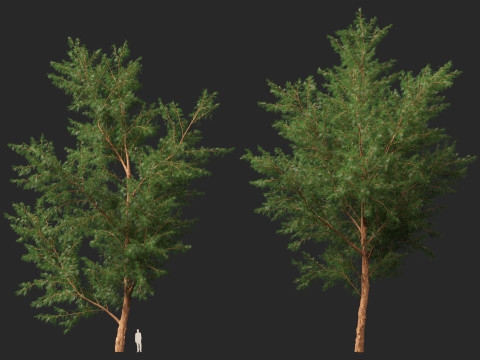 HighPolyLowPoly Casuarina equisetifolia - Australian pine tree 3D Model