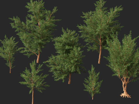 HighPolyLowPoly Casuarina equisetifolia - Australian pine tree 3D Model