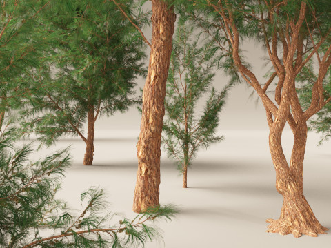 HighPolyLowPoly Casuarina equisetifolia - Australian pine tree 3D Model