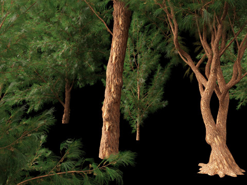 HighPolyLowPoly Casuarina equisetifolia - Australian pine tree 3D Model