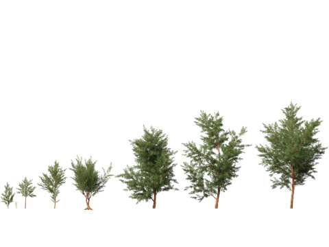 HighPolyLowPoly Casuarina equisetifolia - Australian pine tree 3D Model