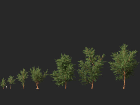 HighPolyLowPoly Casuarina equisetifolia - Australian pine tree 3D Model
