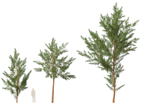 HighPolyLowPoly Casuarina equisetifolia - Australian pine tree 3D Model