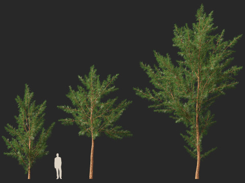 HighPolyLowPoly Casuarina equisetifolia - Australian pine tree 3D Model