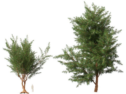 HighPolyLowPoly Casuarina equisetifolia - Australian pine tree 3D Model