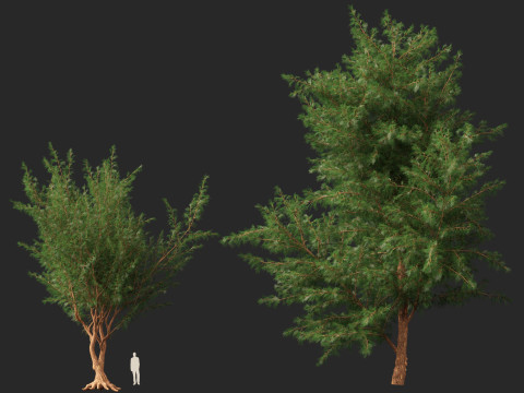 HighPolyLowPoly Casuarina equisetifolia - Australian pine tree 3D Model