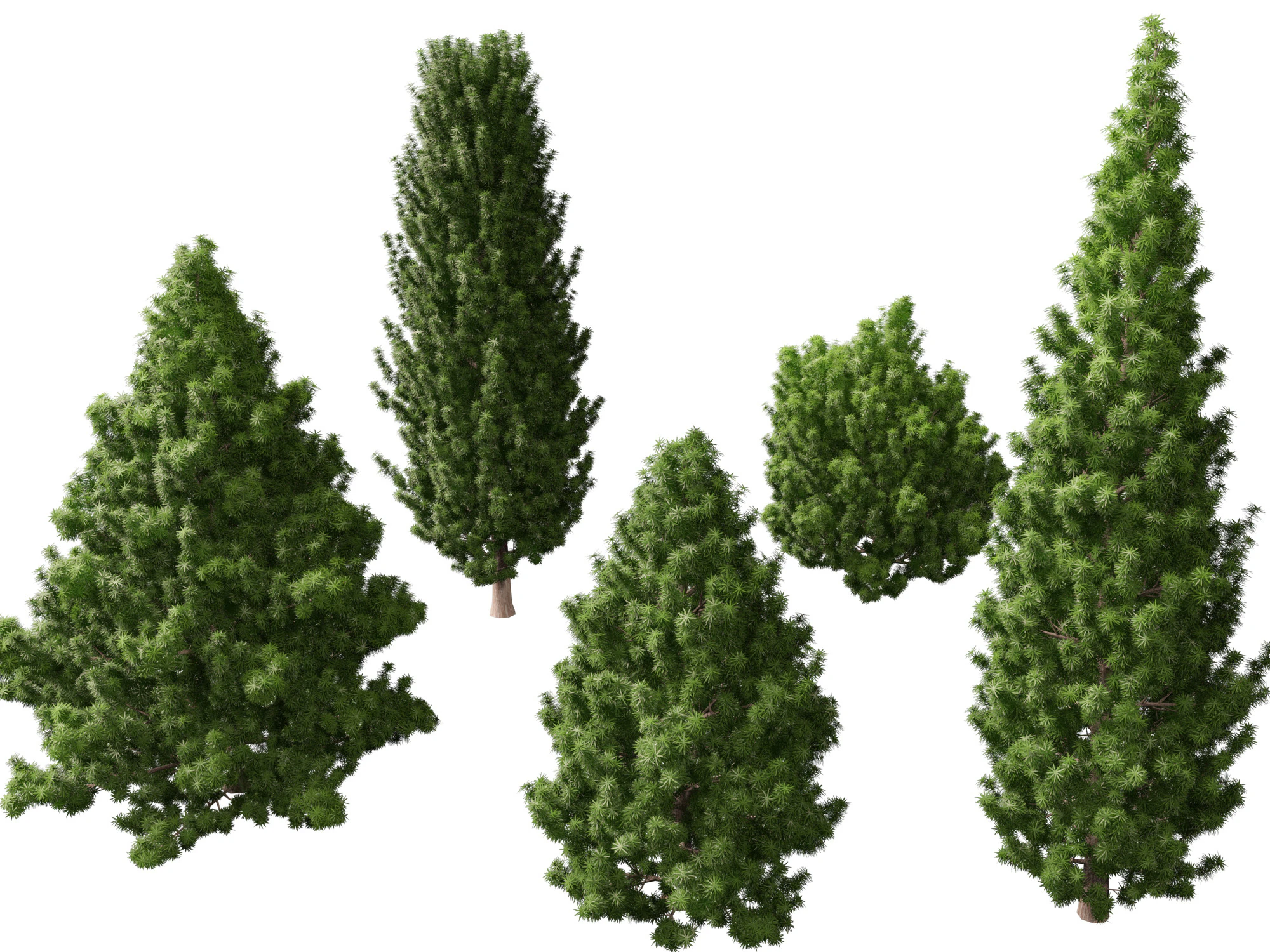 HighPolyLowPoly Juniperus communis - Common Juniper 3D Model .c4d .max .obj .3ds .fbx .stl .blend