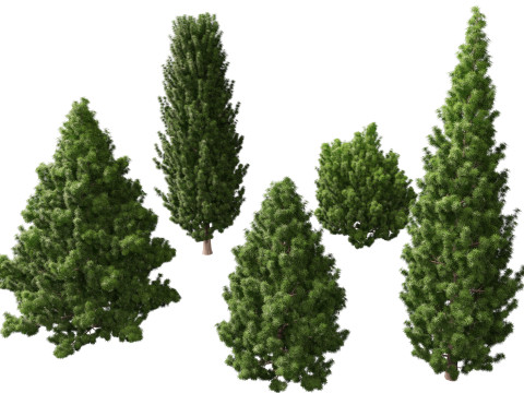 HighPolyLowPoly Juniperus communis - Common Juniper 3D Model