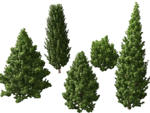 HighPolyLowPoly Juniperus communis &ndash; Gew&ouml;hnlicher Wacholder 3D Modell