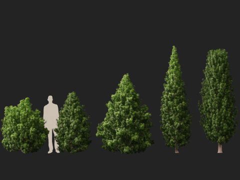 HighPolyLowPoly Juniperus communis - Common Juniper 3D Model
