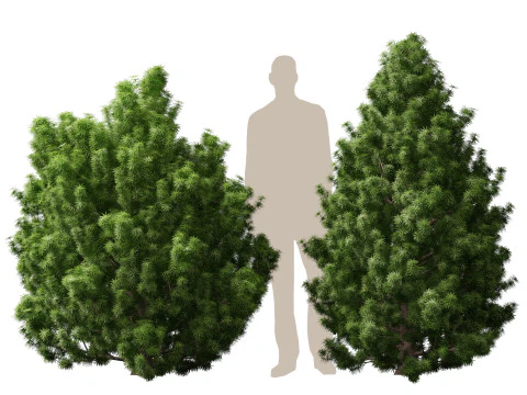 HighPolyLowPoly Juniperus communis - Common Juniper 3D Model