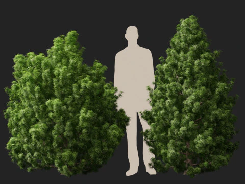 HighPolyLowPoly Juniperus communis - Common Juniper 3D Model