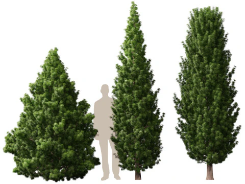 HighPolyLowPoly Juniperus communis - Common Juniper 3D Model