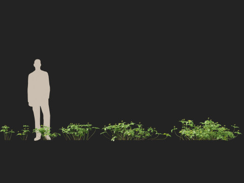 HighPolyLowPoly Paris quadrifolia true lovers knot 3D Модель