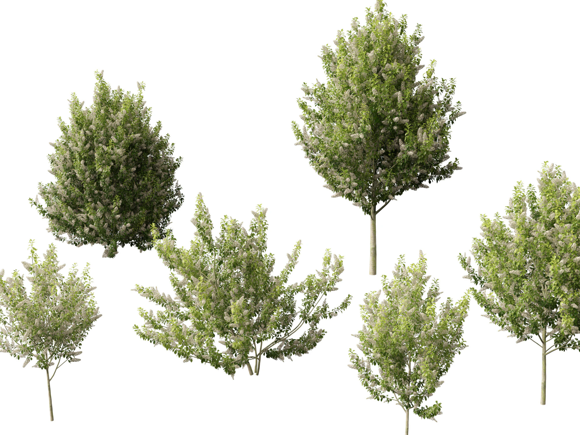 HighpolyLowpoly Prunus padus - Bird Cherry 3D Model .c4d .max .obj .3ds .fbx .stl .blend 