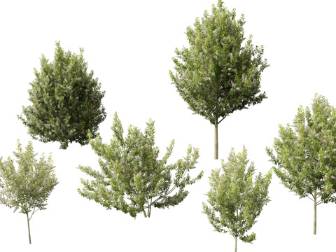 HighpolyLowpoly Prunus padus - Bird Cherry 3D Model