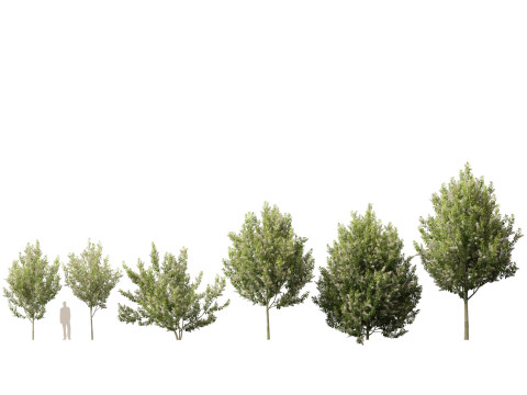 HighpolyLowpoly Prunus padus - Bird Cherry Model 3D