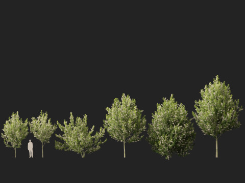 HighpolyLowpoly Prunus padus - Bird Cherry Model 3D