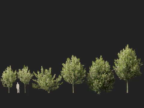 HighpolyLowpoly Prunus padus - Bird Cherry 3D Model