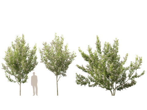 HighpolyLowpoly Prunus padus - Bird Cherry Model 3D