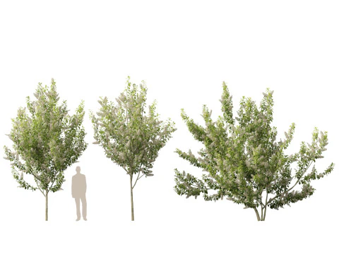 HighpolyLowpoly Prunus padus - Bird Cherry 3D Model