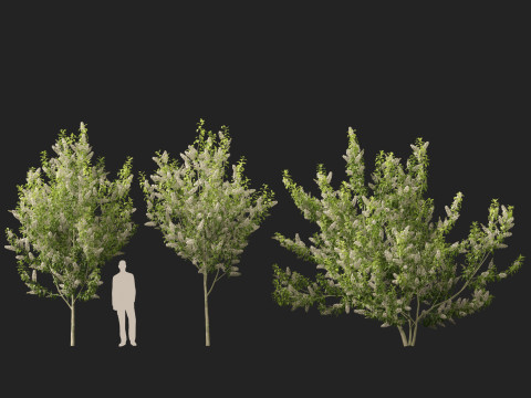 HighpolyLowpoly Prunus padus - Bird Cherry Model 3D