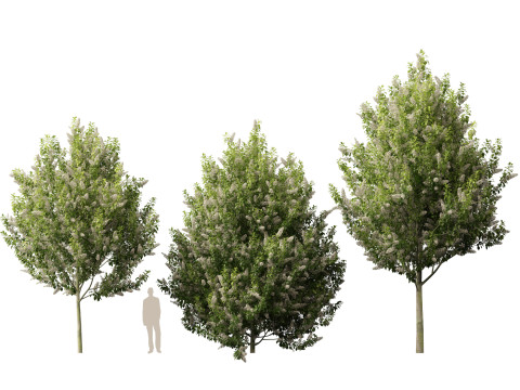 HighpolyLowpoly Prunus padus - Bird Cherry Model 3D