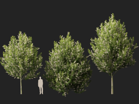 HighpolyLowpoly Prunus padus - Bird Cherry Model 3D