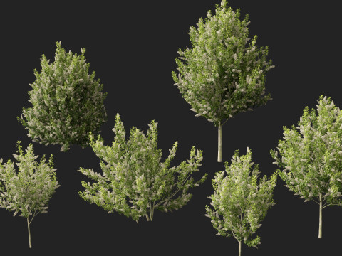 HighpolyLowpoly Prunus padus - Bird Cherry Model 3D