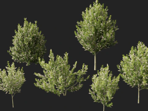 HighpolyLowpoly Prunus padus - Bird Cherry 3D Model