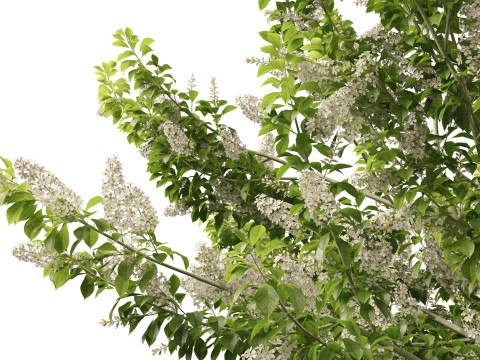 HighpolyLowpoly Prunus padus - Bird Cherry Model 3D