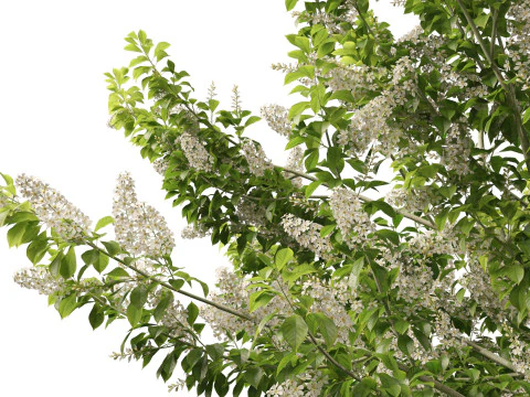 HighpolyLowpoly Prunus padus - Bird Cherry 3D Model
