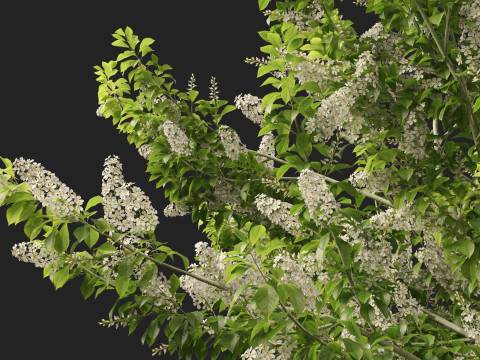 HighpolyLowpoly Prunus padus - Bird Cherry Model 3D