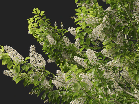 HighpolyLowpoly Prunus padus - Bird Cherry 3D Model